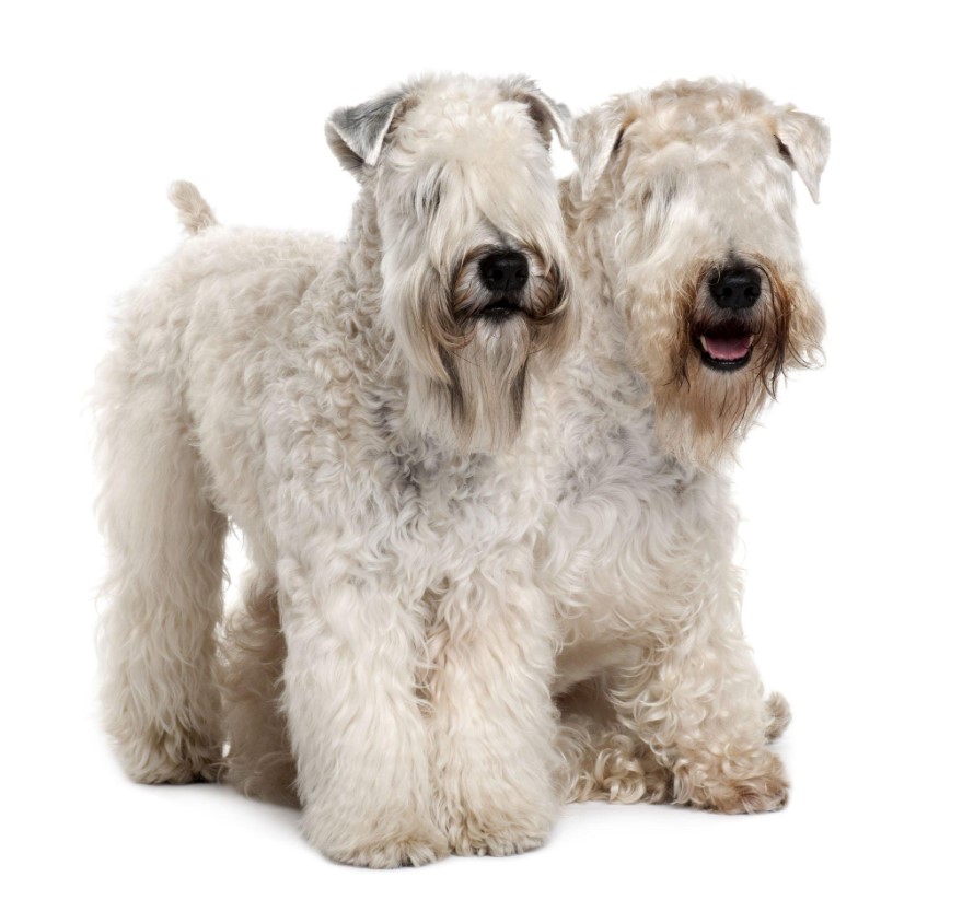 10 Best Hypoallergenic Dog Breeds of 2023 – (Also Cute) 10 Soft Coated Wheaten Terrier